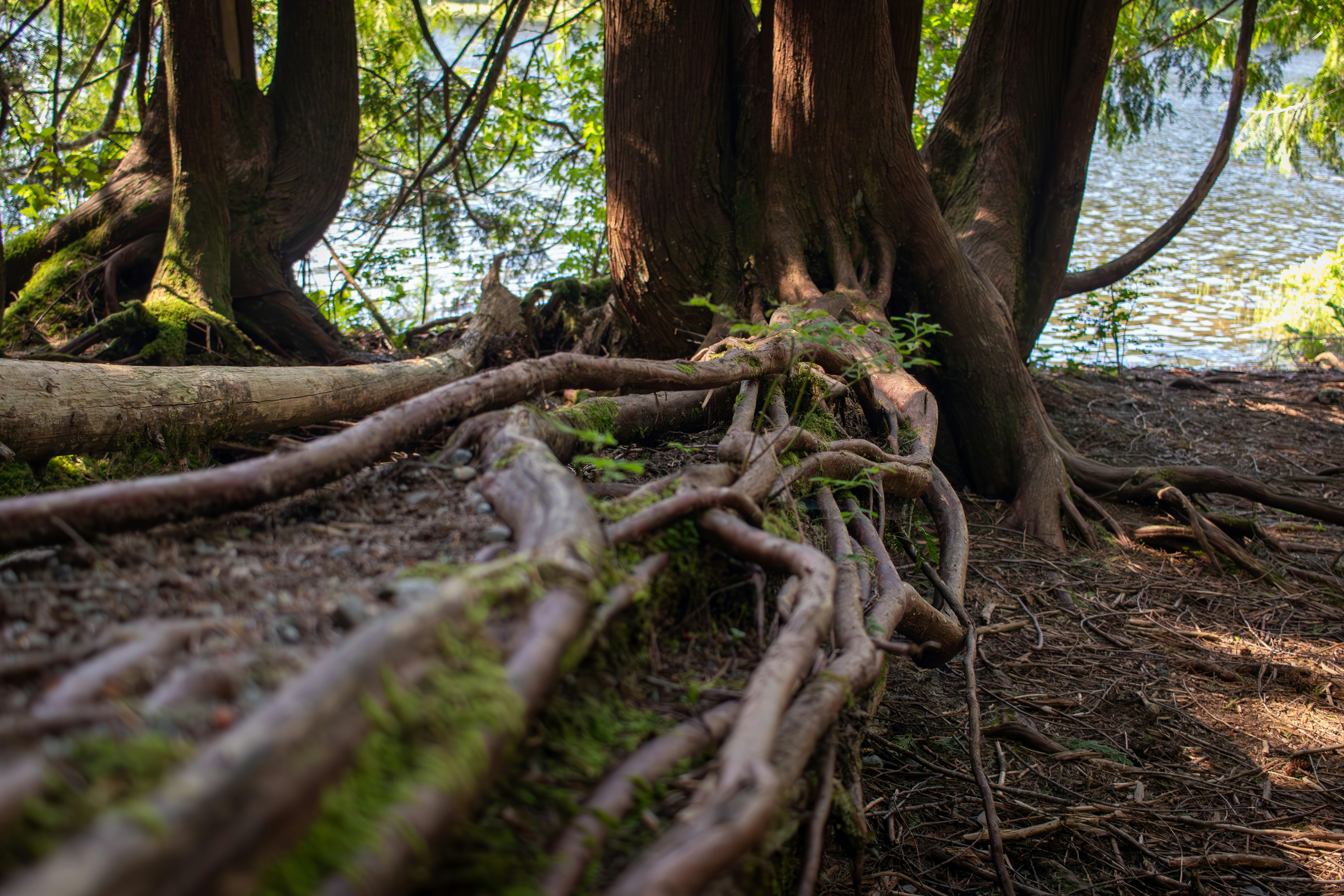 Cedar tree roots reaching toward water