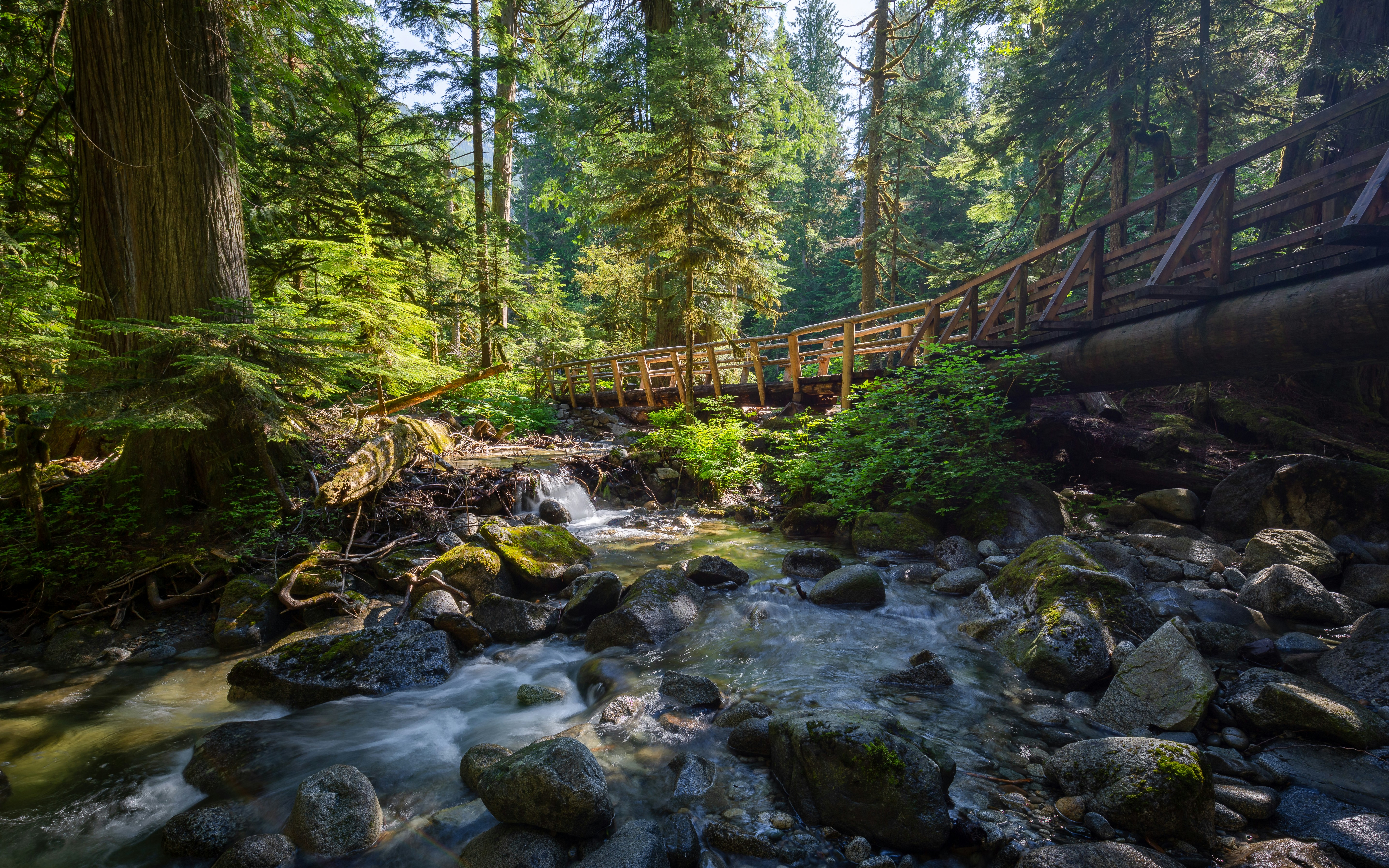 Misty forest in British Columbia